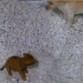 Rocky conociendo al nuevo integrante de la familia, fue dificil al principio no lo aceptaba, no sabiamos que la adaptacion de ambos seria muy dificil al principio